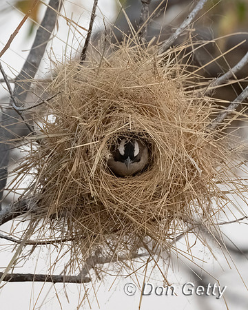 White-browed Sparrow-weaver