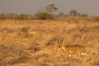 Reedbuck, Southern