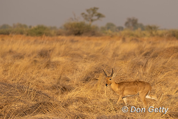Southern Reedbuck