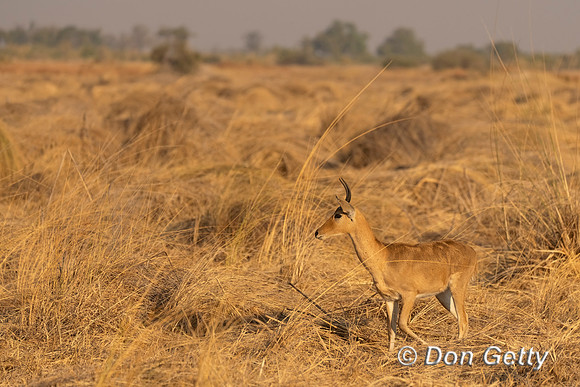 Southern Reedbuck