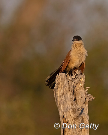 Senegal Coucal