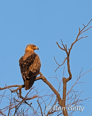 Tawny Eagle