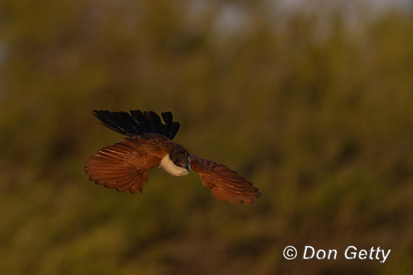 Senegal Coucal