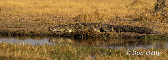 Nile Crocodile