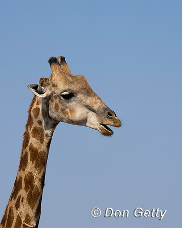 Southern Giraffe