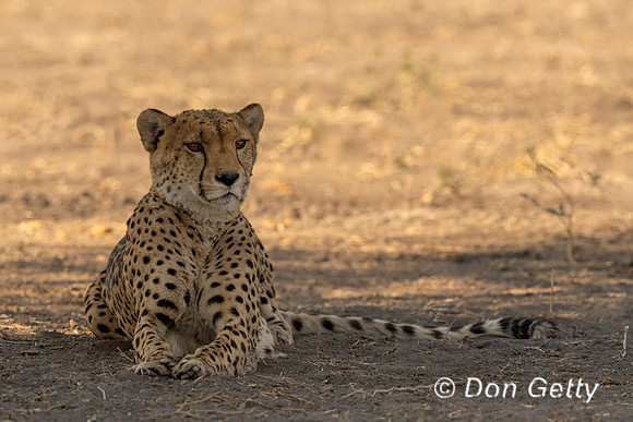 Cheetah