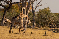 Southern Giraffe