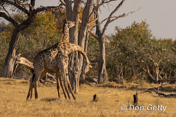 Southern Giraffe