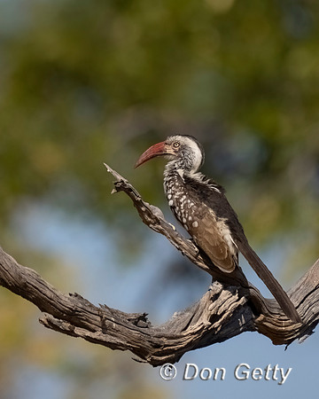 Red-billed Hornbill