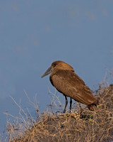 Hamerkop_DSC04832