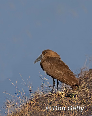 Hamerkop_DSC04832