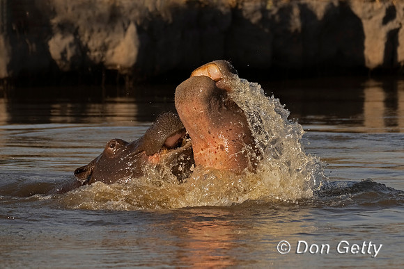 Hippopotamus