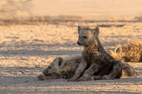 Spotted Hyena Cub