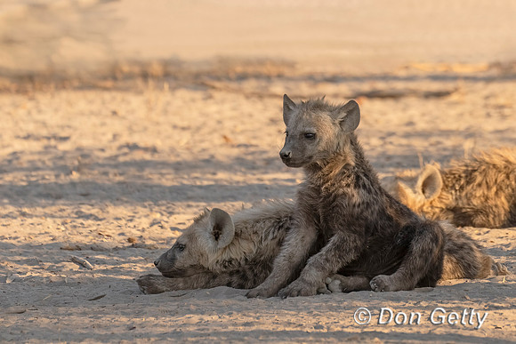 Spotted Hyena Cub