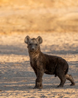 Spotted Hyena Cub