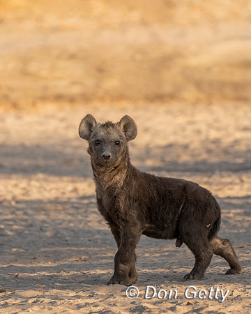 Spotted Hyena Cub