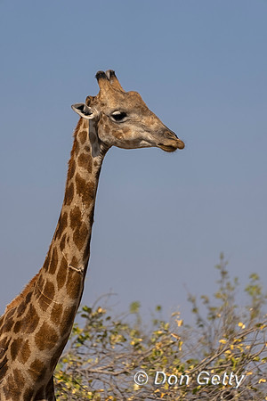 Southern Giraffe