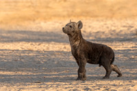 Spotted Hyena Cub