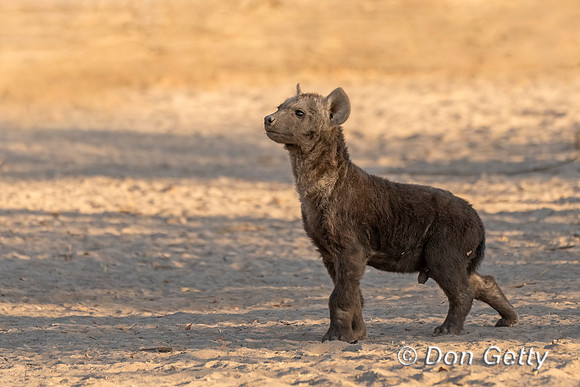 Spotted Hyena Cub