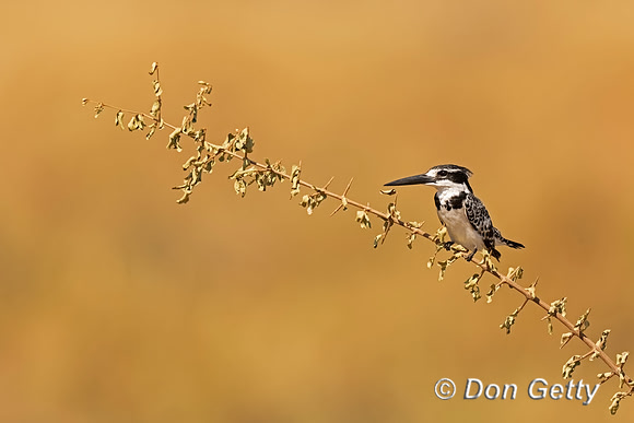 Pied Kingfisher