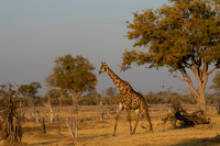 Southern Giraffe