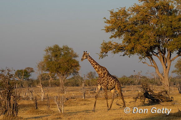 Southern Giraffe