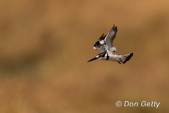 Pied Kingfisher