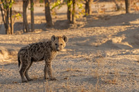Spotted Hyena Cub