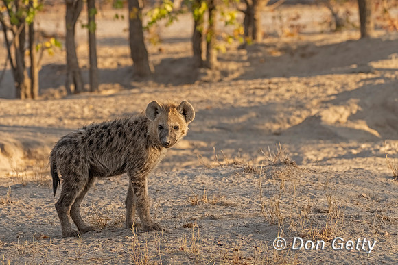 Spotted Hyena Cub