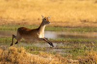 Lechwe