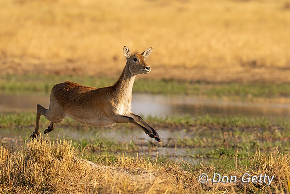 Lechwe