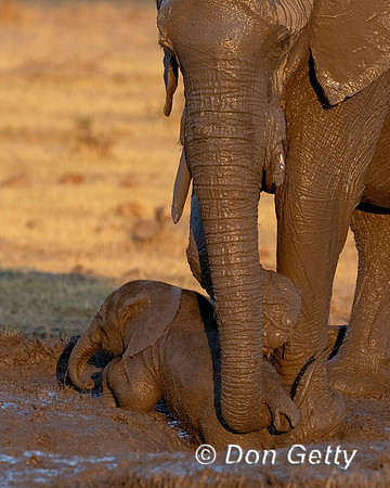 Baby Elephant