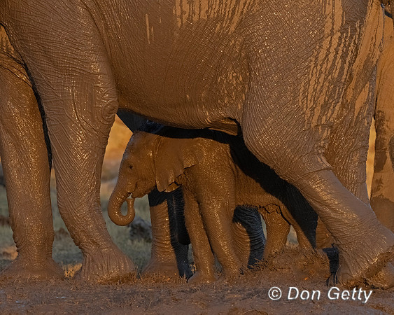 Baby Elephant