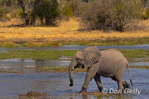 Elephant