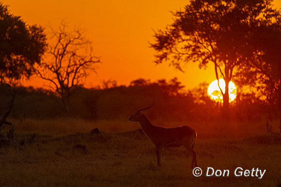 Lechwe