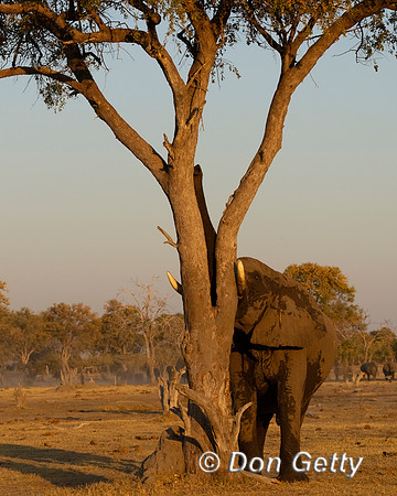Elephant