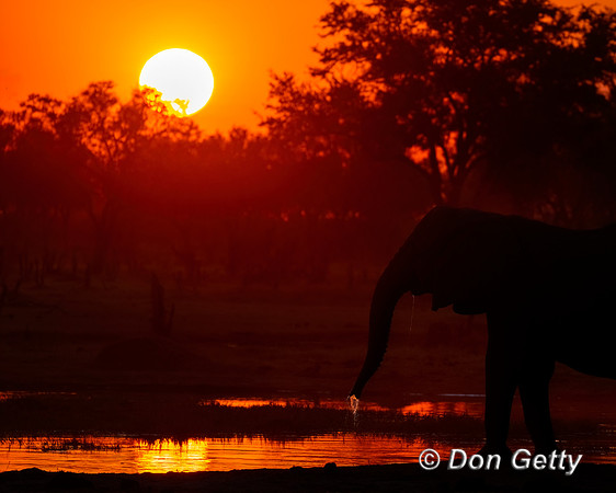 Elephant