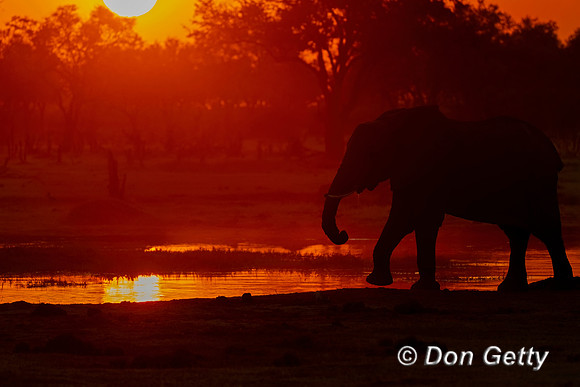Elephant