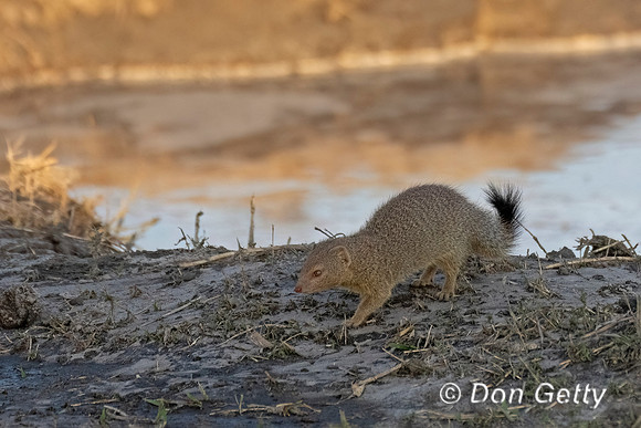 Slender Mongoose