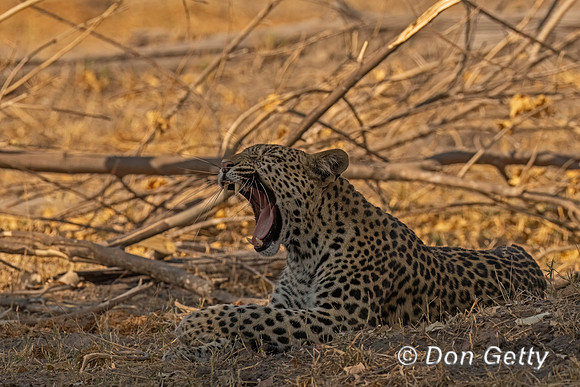 Leopard