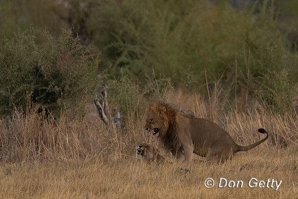 Mating Lions