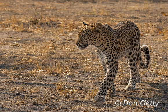 Leopard