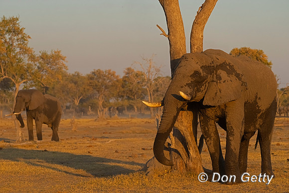 Elephant
