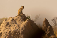 Black-faced Vervet Monkey