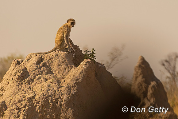 Black-faced Vervet Monkey