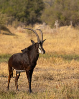 Sable antelope