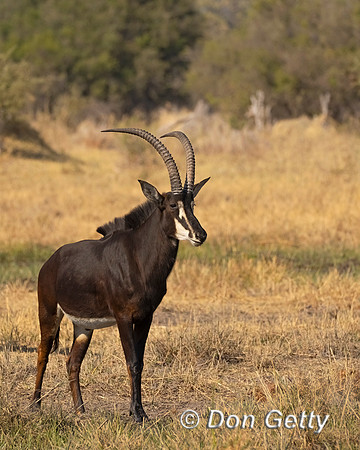 Sable antelope