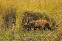 Sitatunga