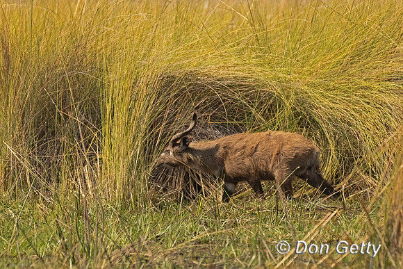 Sitatunga