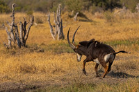 Sable antelope